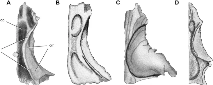 FIGURE 3. Ventral view of the frontal of the basal dinosaurs Panphagia (A), Pantydraco (B), Plateosaurus (C), and Coelophysis (D)