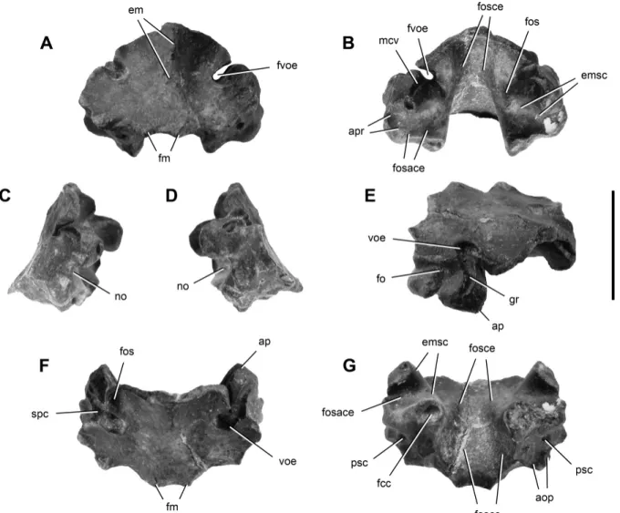 FIGURE 5. Supraoccipital of Panphagia protos (PVSJ 874) in posterior (A), anterior (B), right lateral (C), left lateral (D), posterodorsolateral (E), dorsal (F), and ventral (G) views