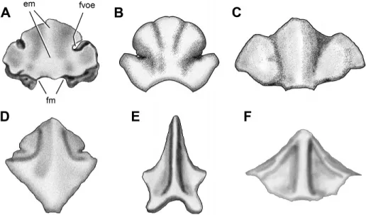 FIGURE 7. Posterior view of the supraoc- supraoc-cipital of the basal dinosaurs Panphagia (A), Adeopapposaurus (B), Thecodontosaurus (YPM 2192) (C), Melanorosaurus (D),  Het-erodontosaurus (E), and Herrerasaurus (F).