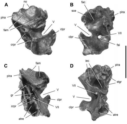 FIGURE 8. Right prootic of Panphagia protos (PVSJ 874) in lateral (A), medial (B),  postero-lateral (C), and posterior (D) views