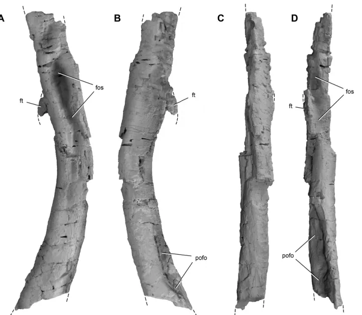 FIGURE 10. Right femoral shaft of Chromogisaurus novasi (PVSJ 845) in lateral (A), medial (B), anterior (C), and posterior (D) views