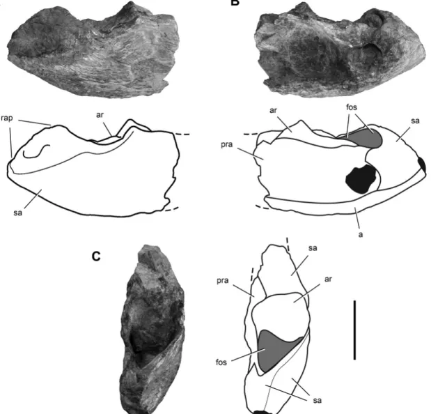 FIGURE 1. Photographs and line drawings of the posterior end of the right lower jaw of a possible rhynchosaur in lateral (A), medial (B), and dorsal (C) views
