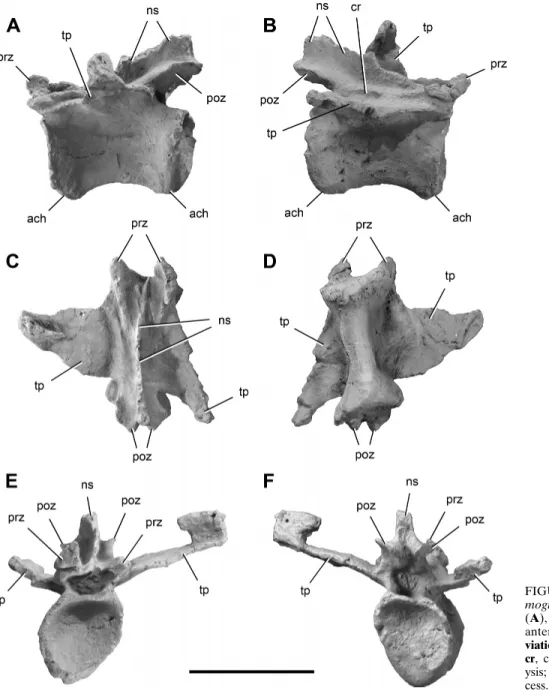 FIGURE 4. Proximal caudal vertebra of Chro- Chro-mogisaurus novasi (PVSJ 845) in left lateral (A), right lateral (B), dorsal (C), ventral (D), anterior (E), and posterior (F) views