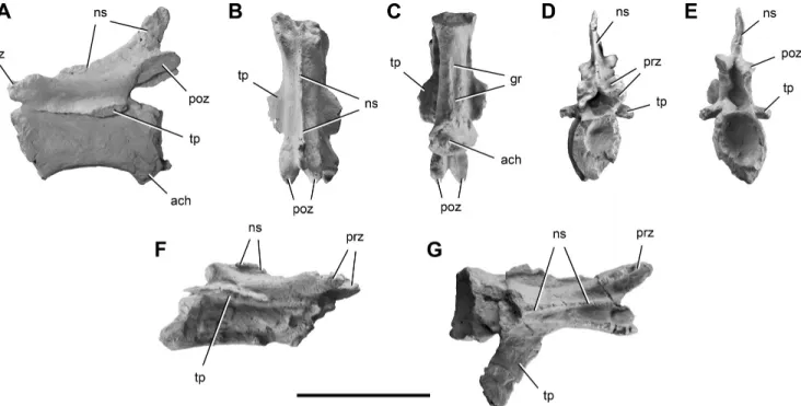 FIGURE 5. Mid-caudal vertebrae of Chromogisaurus novasi (PVSJ 845). The anterior-most preserved mid-caudal vertebra in left lateral (A), dorsal (B), ventral (C), anterior (D), and posterior (E) views