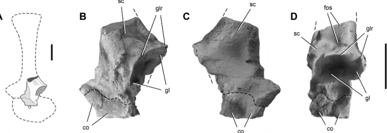FIGURE 7. Proximal portion of the left scapulocoracoid of Chromogisaurus novasi (PVSJ 845) in left lateral (A, B), medial (C), and posterior (D) views