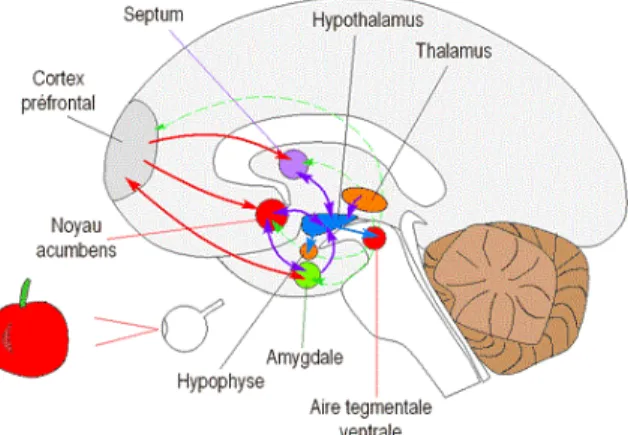Figure 2.  Zones du cerveau impliquées dans la physiologie du comportement   alimentaire (22) 