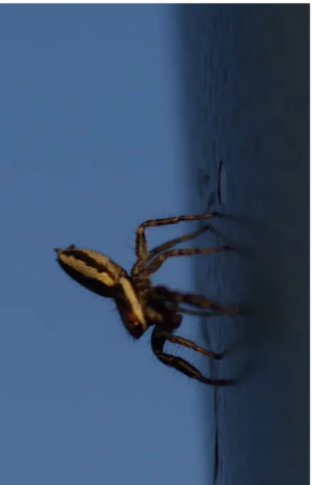 Figure  1.  Jumping  spider  (Salticidae). 