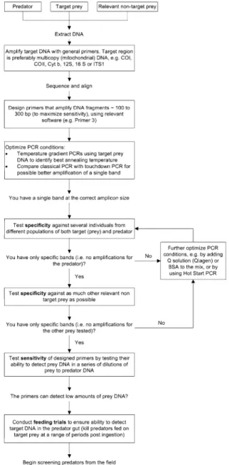 Fig. 1 Basic procedure to design and test primers for use as molecular markers for intraguild predation studies under field conditions