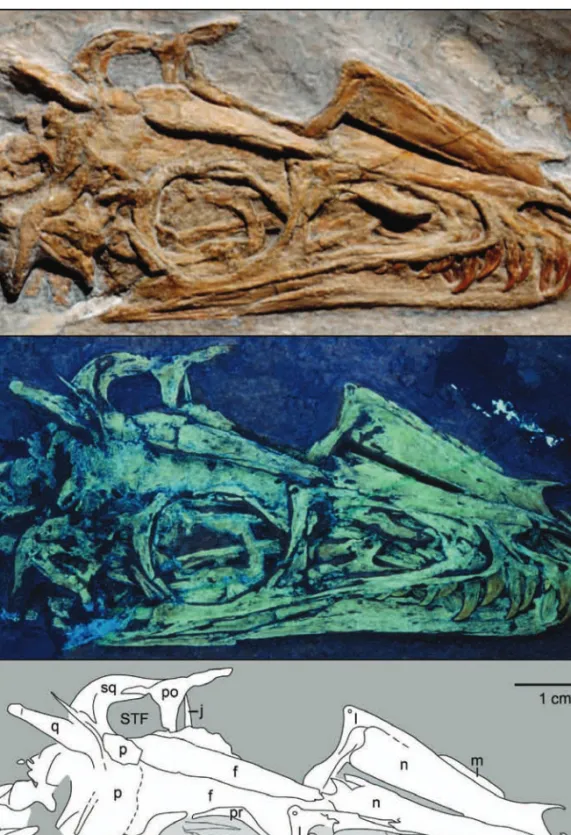 Fig. 8. Photograph of the skull of Juravenator starki (JME Sch 200) under normal (A) and ultraviolet (B) light, and interpretive drawing (C)