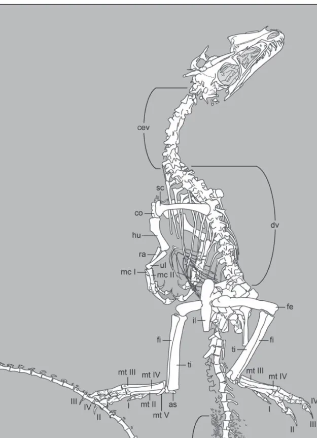 Fig. 5. Interpretive drawing of the skeleton of Juravenator starki (JME Sch 200). Abbreviations: as, astragalus; cev, cervical vertebrae; co, coracoid; cv 44, caudal vertebra 44; dv, dorsal vertebrae; fe, femur; fi, fibula; ha, haemal arches; hu, humerus;