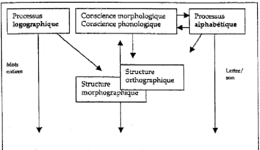 Figure 4 Évolution de la langue écrite selon Seymour (1997) (Auvergne et al., 2005, p