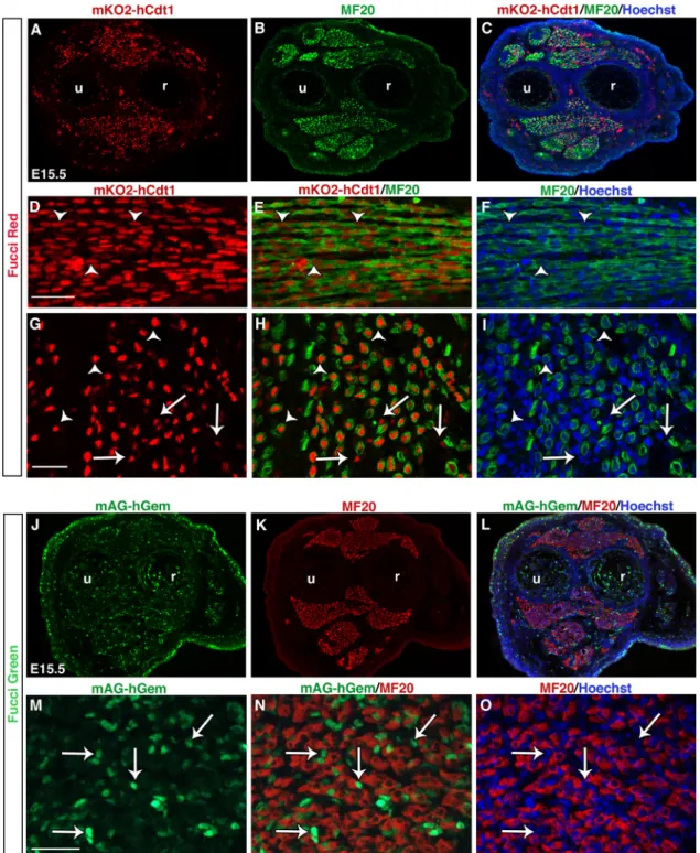 Fig. 1. Fucci transgene expression in fetal muscles of mouse forelimbs. Limbs from mKO2-hCdt1 (Fucci red, A–I) or mAG-hGem (Fucci green, J–O) E15.5 mouse embryos were sectioned and immunostained with the with the MF20 antibody that recognizes myosins