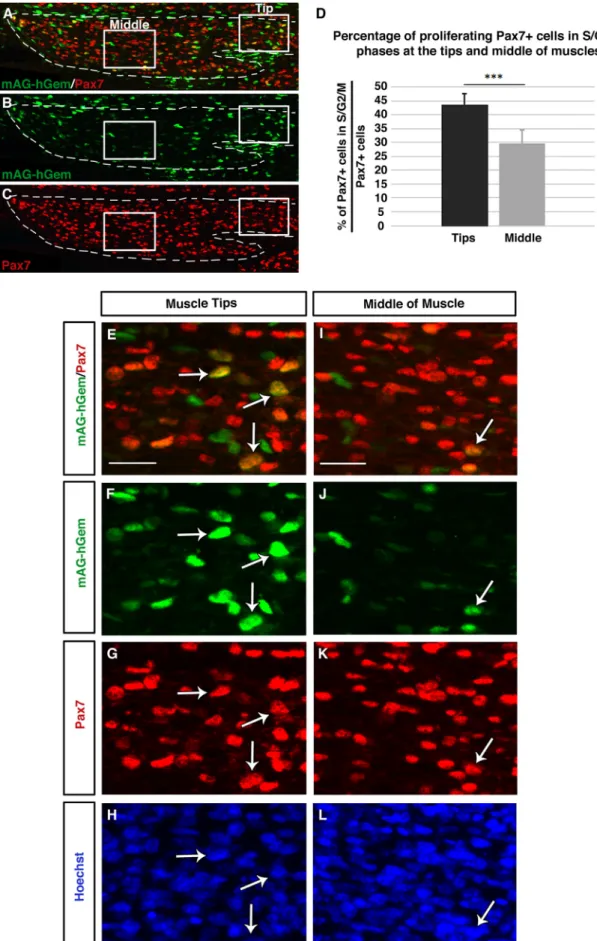 Fig. 6. Spatial regionalization of proliferative muscle progenitors in individualized muscles