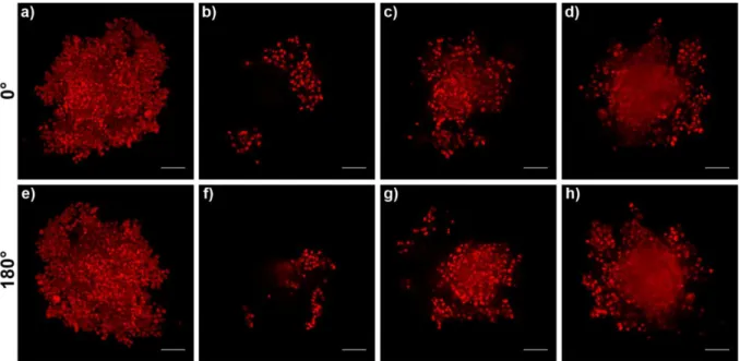 Fig.  4.  LSFM  imaging  of  MCTS  after  incubation  with  doxorubicin  (20  μM,  3  h,  37  °C)