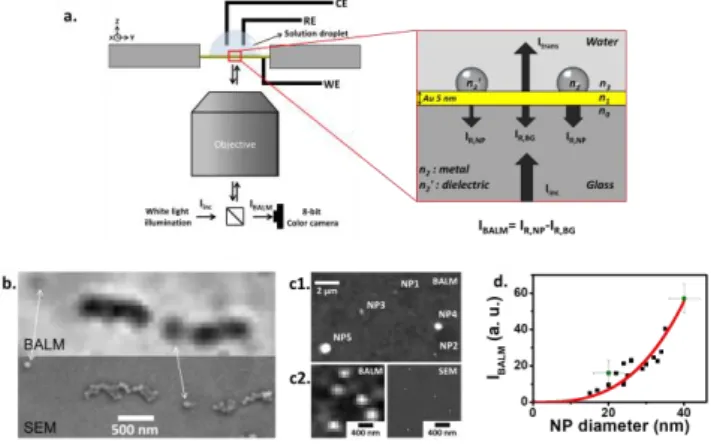 Figure  1.  a)  Principle  of  BALM  imaging  in  water  based  on  light  reflectance  contrasts;  I BALM   is  estimated  from  the  difference  at  each  pixel  of  the  reflected  light intensity, I R , compared to that reflected by the substrate in th