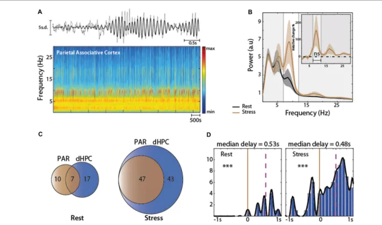 FIGURE 4 | (A) Top: representative traces of the Z-scored EFP in the parietal associative cortex (PAR)