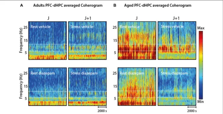 FIGURE 9 | (A) Coherogram (PFC-dHPC coherence over time) in four conditions (RV; SV; rest-DZP; stress-DZP) for adult rats