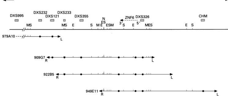 Figure 1 Long range restriction map of the DXS232-CHM region. Location of the Xq21 reference loci is indicated by hatched boxes
