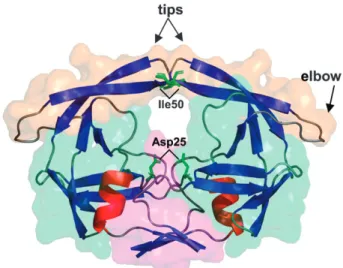 Fig. 1 HIV-1 protease (PR) structure. Cartoon representation of PR colored by secondary structure: blue ( b -sheets), red ( a -helix) and gray (coil and loop)