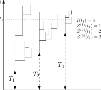 Figure 1. splitting trees with immigration. The vertical axis is time, hori- hori-zontal axis shows filiation