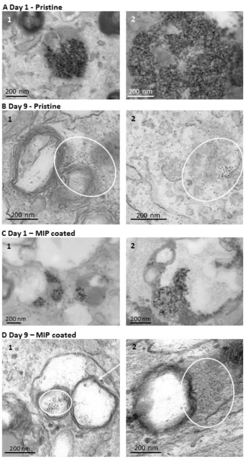 Figure 6: Bare and MIP-coated nanoparticles imaging within the model tissue. (A, B) Transmission electron microscopy of  spheroid  tissues  containing  bare  maghemite  nanoparticles  at  day  1  (A)  and  after  9  days  of  maturation  (B)