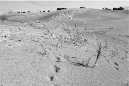 Figure 6. Roseaux sauvages dans les dunes de sable dont le développement crée parfois de  véritables roselières (cl