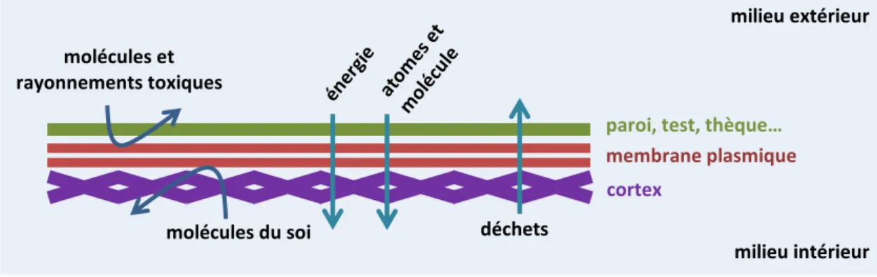 figure 1 : schéma de fonctionnement d’une membrane plasmique. 