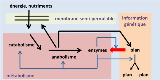 figure  8 :  schéma  de  fonctionnement  d’une  cellule  intégrant  les  rôles  fondamentaux  des  trois  composants :  membrane  plasmique,  métabolisme  et  information  génétique