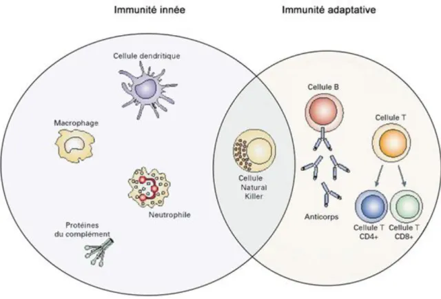 Figure 1 Les différentes sous populations cellulaires du système immunitaire. 