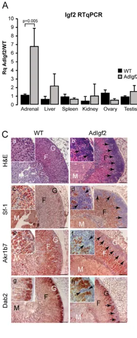 Figure 1. Characterisation of AdIgf2 transgenic mice adrenals. A- Igf2 is overexpressed in the adrenals of transgenic mice