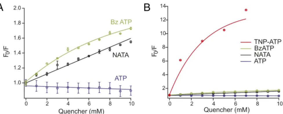 Fig. S4. Comparison of quenching ef ﬁ ciencies of ATP, Bz-ATP, TNP-ATP, and NATA. ( A ) Stern – Volmer plots showing NATA, Bz-ATP, or ATP quenching of 1 μ M TMRM in Oocyte Ringer solution