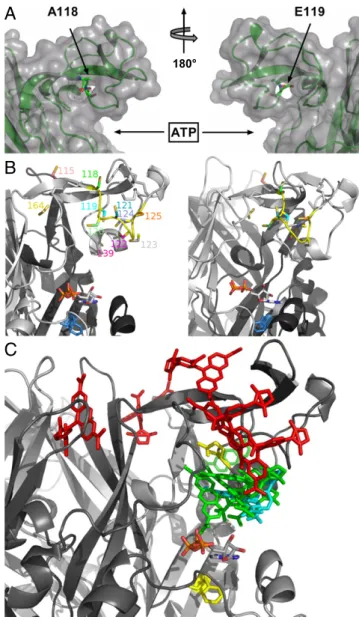 Fig. 3. Homology and docking models of the P2X1 receptor. ( A ) Surface representation of the head domain showing the position of the  TMRM-in-accessible A118C and E119C residues