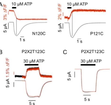 Fig. S2. Reversibility of ﬂ uorescence signals and speed of solution exchange. ( A ) Fluorescence changes in P2X1 receptor mutants N120C and P121C on 1-s ATP (10 μ M) pulses