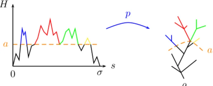 Figure 2 – Codage de l’arbre de Lévy par le processus des hauteurs H.