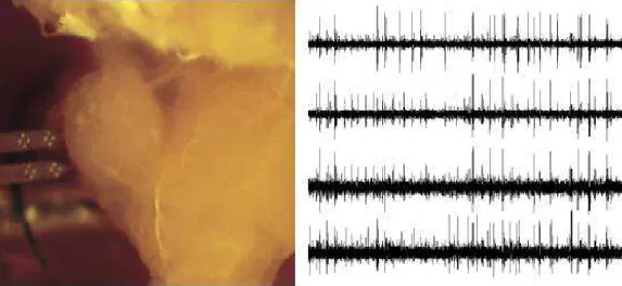 Figure 1: Example of a tetrode recording from the locust (Schistocerca americana) antennal lobe
