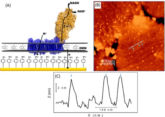 Figure 9. AFM study of the NADH-oxidizing respiratory complex I reconstituted in a phospholipid  bilayer on a gold electrode