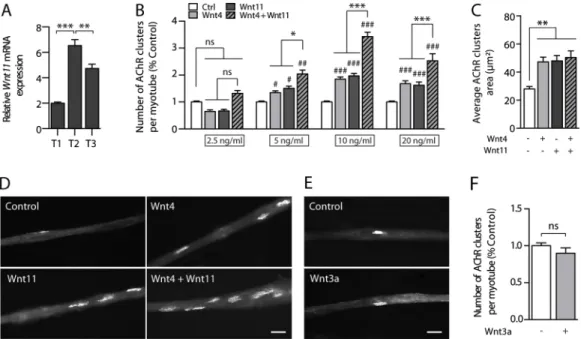 Fig. 1. Wnt4 and Wnt11 cooperatively enhance AChR clustering in vitro. (A) Real-time RT-PCR quantification of relative Wnt11 mRNA expression during myotube differentiation at three muscle stages: T1, myotube formation; T2, visualization of AChR clusters; a