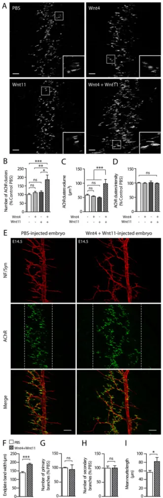 Fig. 2. Wnt4 and Wnt11 cooperate to enhance AChR clustering and presynaptic axon outgrowth in vivo