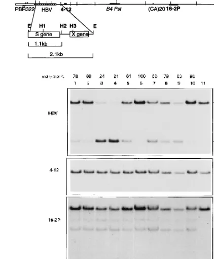 Figure 1b shows a representative blot displaying the transgene methylation profile of 10 BCxE mice from four litters