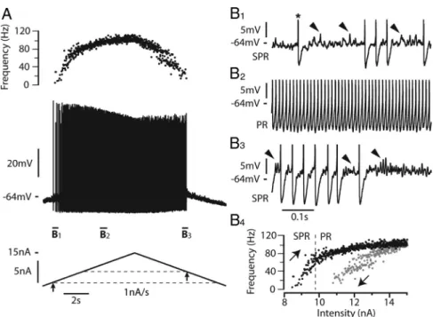 Figure 1. Most motoneurons respond to a slow triangular current ramps with a discharge displaying MMOs and a clockwise hysteresis.