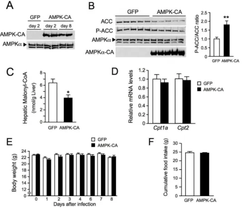 Figure 1. Effects of the expression of an active form of AMP-activated protein kinase (AMPK) in the  liver on body weight and food intake