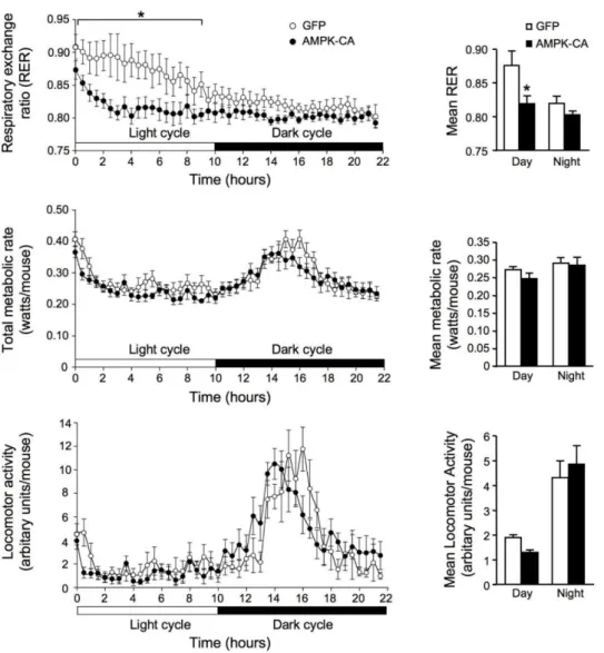 Figure 2. Effects of the expression of an active form of AMPK in the liver on respiratory exchange  ratio