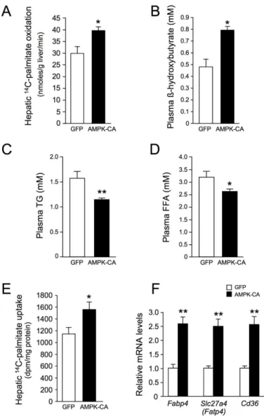 Figure 3. Long-term adenovirus-mediated expression of  an  active  form  of  AMPK  in  the  liver  increases hepatic lipid oxidation and fatty acid uptake