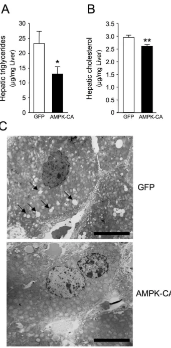 Figure 4. Long-term adenovirus-mediated expression of an active form of AMPK in the liver reduces  hepatic lipid accumulation