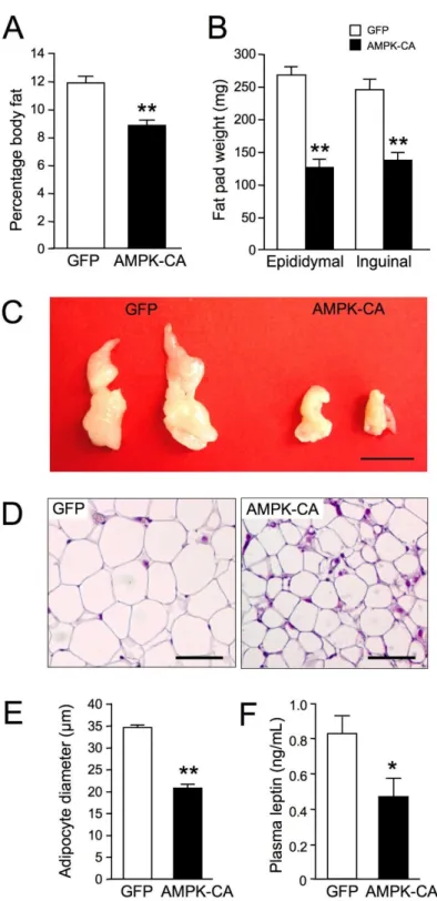 Figure 5. Long-term adenovirus-mediated expression of  an  active  form  of  AMPK  in  the  liver  diminishes peripheral adiposity
