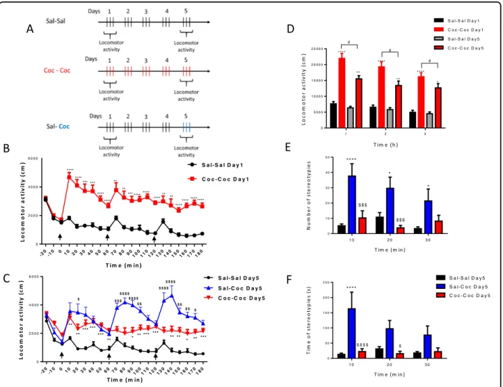 Fig. 1 Preclinical study. a Study design of cocaine binge administration. Rats were randomly divided into three groups (saline – saline,