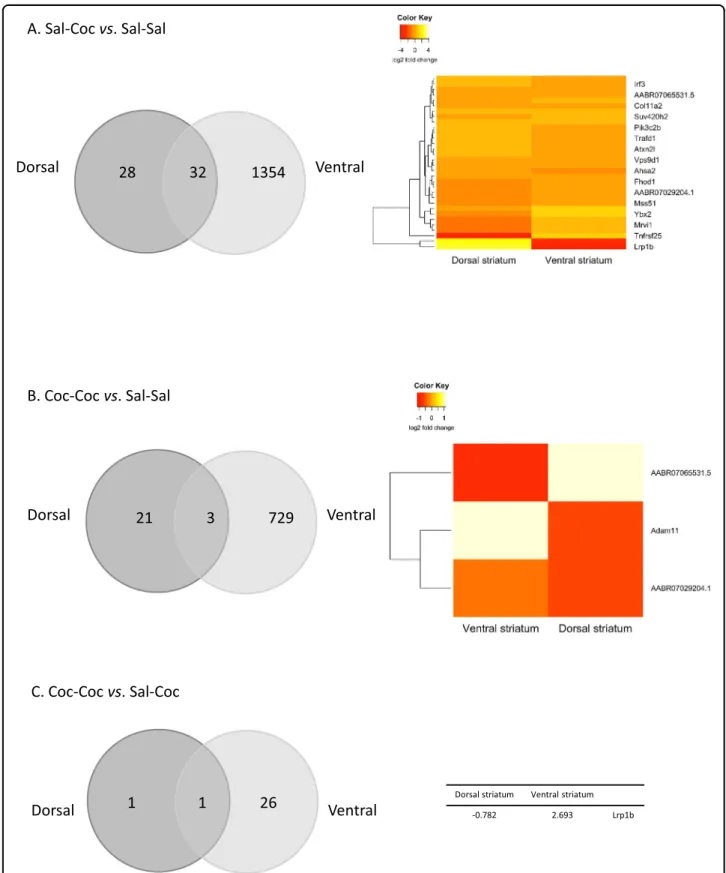 Fig. 3 Preclinical study. Differentially expressed genes (DEGs) in the ventral and dorsal striatum in the three experimental conditions