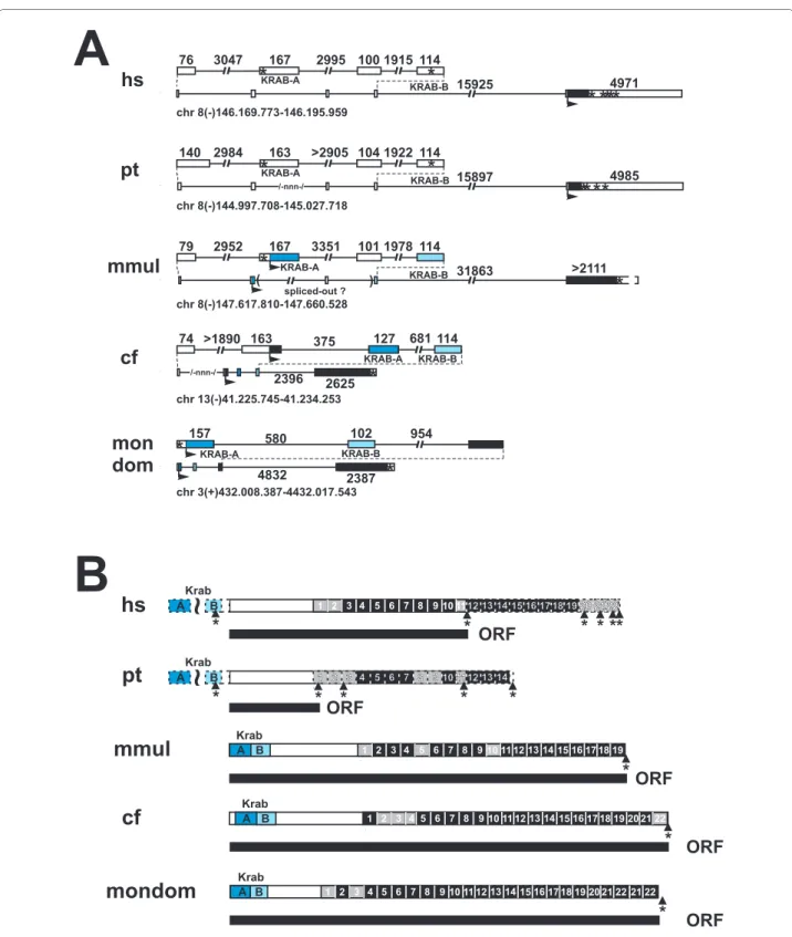 Figure 3 Evolutionary changes in the ZNF252 ortholog group. Gene (A) and protein domain (B) organization depicted for the mammalian  ZNF252 ortholog group (see Additional files 1 and 2 for sequences)