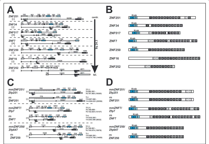 Figure 2 Gene models (A, C) and protein domain organization (B, D) of the seven human ZNF genes at 8q24.3 (A, B) and their murine or- or-thologs (C, D)