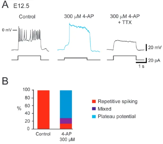 Figure 4-Figure supplement 1. Effect of 4-AP application in repetitively spiking V1 R  at  E12.5
